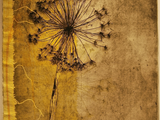 _Effimero_2010, p.d.a. 50x70cm