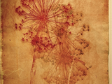_Roma_2010, 1_1 50x70cm